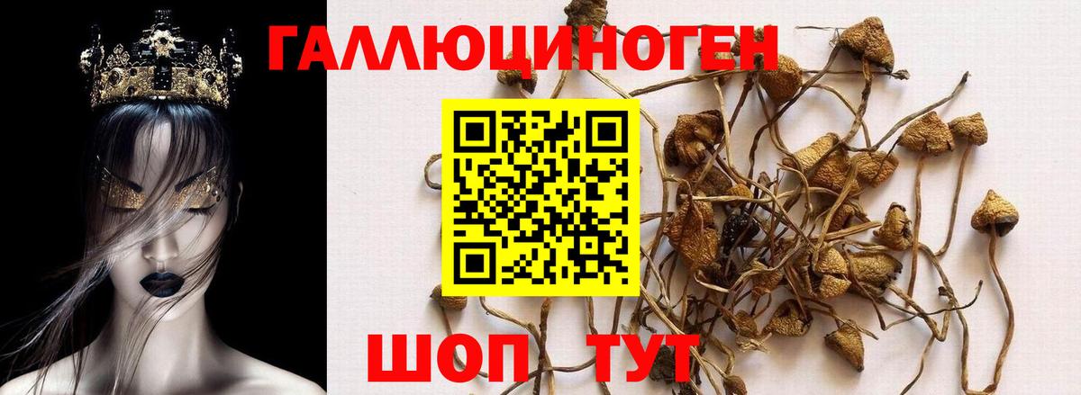 Псилоцибиновые грибы Psilocybe Ялуторовск
